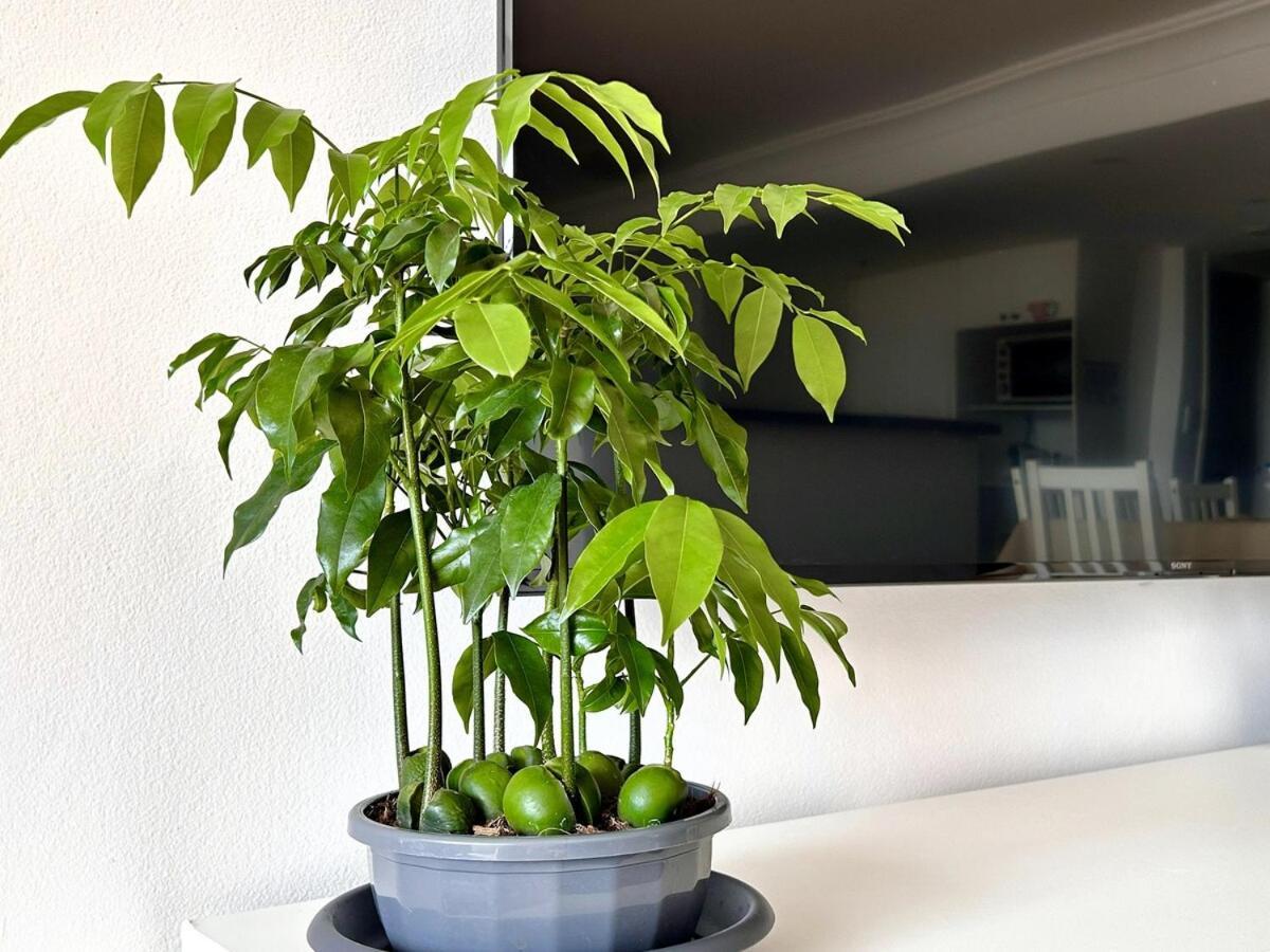 3br Penthouse In Cbd Wparking Apartment