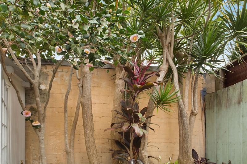 Paddington Garden With Fast Wifi * Sydney