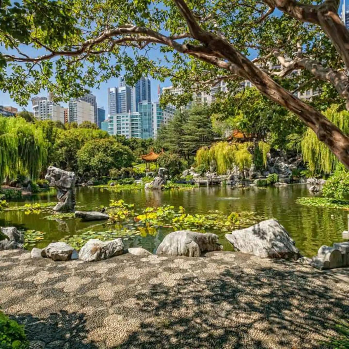 Oversized Cbd Oasis