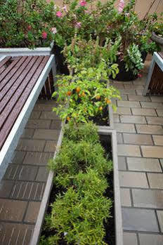 Evas Backpackers 2* Sydney