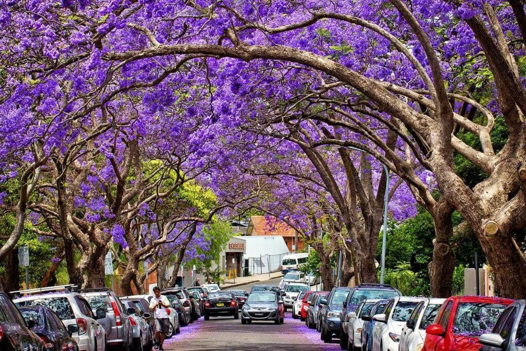 Cosy Federation Kirribilli 4 Bedroom Sydney